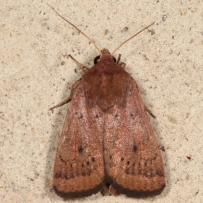 Diarsia intermixta (Chevron Cutworm, Orange Peel Moth.) at Melba, ACT - 13 Mar 2021 by kasiaaus
