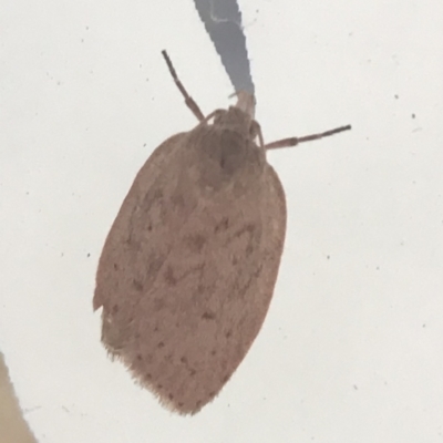 Garrha carnea (A concealer moth) at Lyneham, ACT - 12 Mar 2021 by Tapirlord