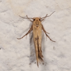 Stathmopodidae (family) (A Concealer moth) at Melba, ACT - 14 Mar 2021 by kasiaaus