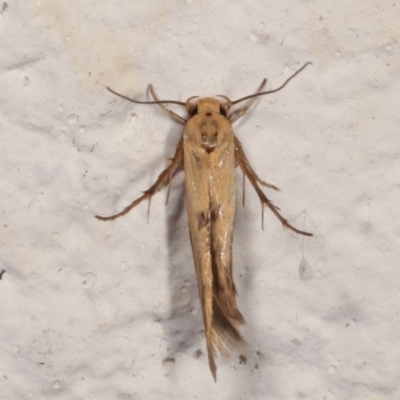 Stathmopodidae (family) (A Concealer moth) at Melba, ACT - 14 Mar 2021 by kasiaaus