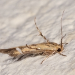 Stathmopodidae (family) at Melba, ACT - 14 Mar 2021