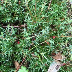 Styphelia humifusum at Tuggeranong DC, ACT - 21 Mar 2021 11:08 AM