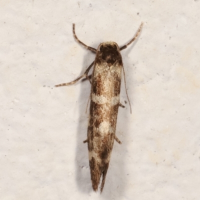 Lepidoscia (genus) ADULT (A Case moth) at Melba, ACT - 13 Mar 2021 by kasiaaus