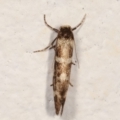 Lepidoscia (genus) at Melba, ACT - 13 Mar 2021