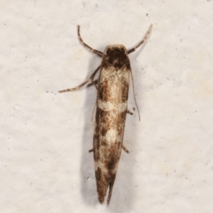 Lepidoscia (genus) ADULT at Melba, ACT - 14 Mar 2021
