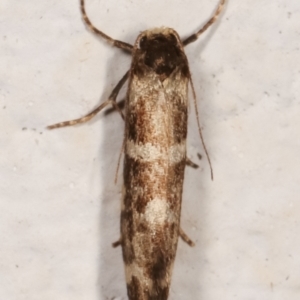 Lepidoscia (genus) ADULT at Melba, ACT - 14 Mar 2021