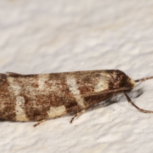 Lepidoscia (genus) ADULT at Melba, ACT - 14 Mar 2021 02:29 AM