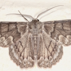 Crypsiphona ocultaria at Melba, ACT - 14 Mar 2021