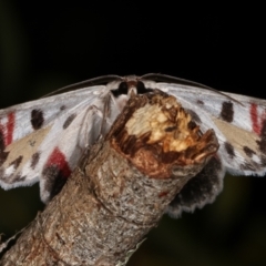 Crypsiphona ocultaria at Melba, ACT - 14 Mar 2021