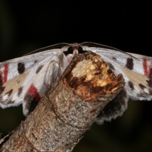 Crypsiphona ocultaria at Melba, ACT - 14 Mar 2021 02:35 AM