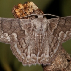 Crypsiphona ocultaria at Melba, ACT - 14 Mar 2021