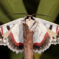 Crypsiphona ocultaria at Melba, ACT - 14 Mar 2021 02:35 AM