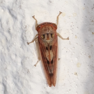 Cicadellidae (family) (Unidentified leafhopper) at Melba, ACT - 13 Mar 2021 by kasiaaus