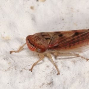 Cicadellidae (family) at Melba, ACT - 14 Mar 2021 02:46 AM