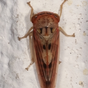 Cicadellidae (family) at Melba, ACT - 14 Mar 2021 02:46 AM