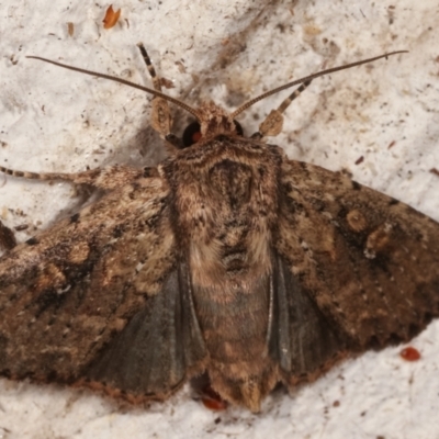 Dasygaster ligniplena (Xylina ligniplena) (A Noctuid moth (Hadeninae)) at Melba, ACT - 13 Mar 2021 by kasiaaus