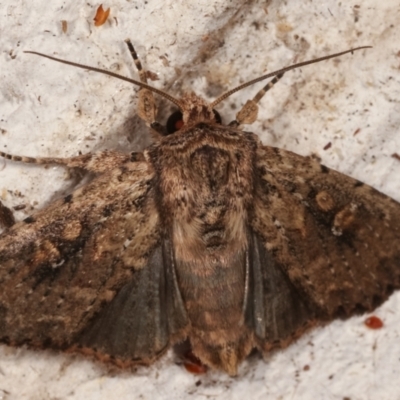 Dasygaster ligniplena (Xylina ligniplena) (A Noctuid moth (Hadeninae)) at Melba, ACT - 14 Mar 2021 by kasiaaus