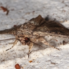 Dasygaster ligniplena (Xylina ligniplena) at Melba, ACT - 14 Mar 2021