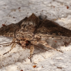 Dasygaster ligniplena (Xylina ligniplena) at Melba, ACT - 14 Mar 2021 02:47 AM