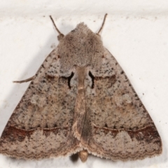 Pantydia sparsa (Noctuid Moth) at Melba, ACT - 13 Mar 2021 by kasiaaus