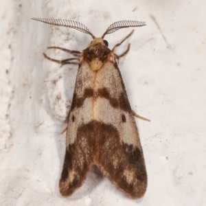 Anestia (genus) at Melba, ACT - 14 Mar 2021