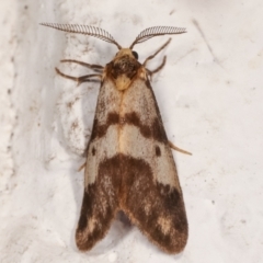 Anestia (genus) (A tiger moth) at Melba, ACT - 13 Mar 2021 by kasiaaus