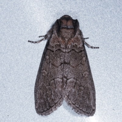 Discophlebia celaena (Variable Snub Moth) at Melba, ACT - 13 Mar 2021 by kasiaaus