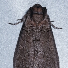 Discophlebia celaena at Melba, ACT - 14 Mar 2021 03:04 AM