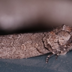 Discophlebia celaena at Melba, ACT - 14 Mar 2021 03:04 AM