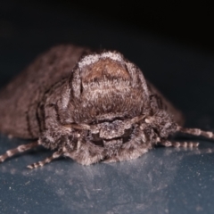 Discophlebia celaena at Melba, ACT - 14 Mar 2021