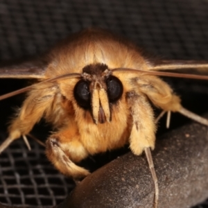 Dasypodia selenophora at Melba, ACT - 14 Mar 2021