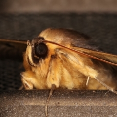 Dasypodia selenophora at Melba, ACT - 14 Mar 2021 03:10 AM