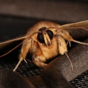 Dasypodia selenophora at Melba, ACT - 14 Mar 2021