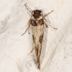 Macrobathra (genus) (A Cosmet moth (Cosmopteriginae) at Melba, ACT - 14 Mar 2021 by kasiaaus
