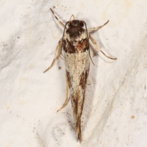Macrobathra (genus) at Melba, ACT - 14 Mar 2021