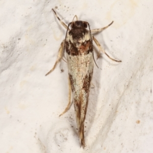 Macrobathra (genus) at Melba, ACT - 14 Mar 2021 09:29 AM