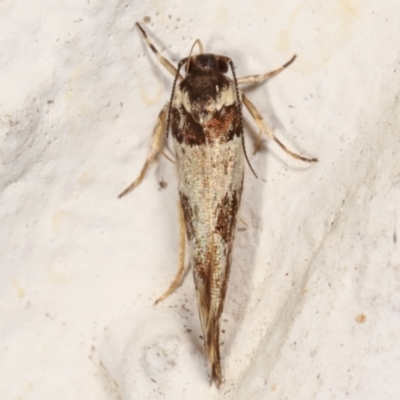 Macrobathra (genus) (A Cosmet moth (Cosmopteriginae) at Melba, ACT - 14 Mar 2021 by kasiaaus