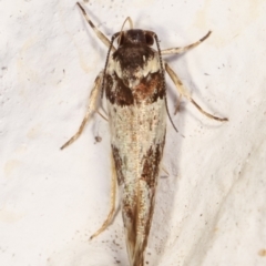 Macrobathra (genus) at Melba, ACT - 14 Mar 2021 09:29 AM