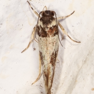 Macrobathra (genus) at Melba, ACT - 14 Mar 2021