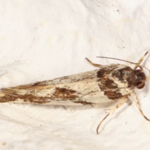 Macrobathra (genus) at Melba, ACT - 14 Mar 2021 09:29 AM