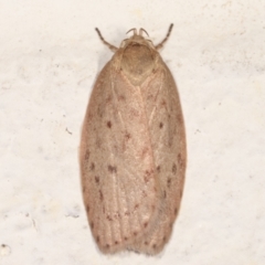 Garrha carnea (A concealer moth) at Melba, ACT - 14 Mar 2021 by kasiaaus