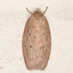 Garrha carnea (A concealer moth) at Melba, ACT - 13 Mar 2021 by kasiaaus