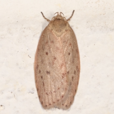 Garrha carnea (A concealer moth) at Melba, ACT - 13 Mar 2021 by kasiaaus