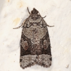 Meritastis lythrodana (A tortrix or leafroller moth) at Melba, ACT - 14 Mar 2021 by kasiaaus