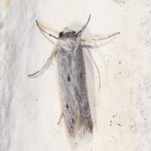 Oecophoridae provisional species 2 at Melba, ACT - 14 Mar 2021 09:33 AM