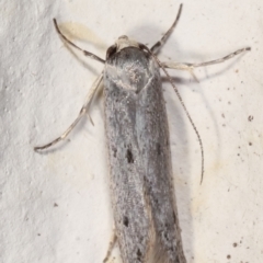 Oecophoridae provisional species 2 at Melba, ACT - 14 Mar 2021 09:33 AM