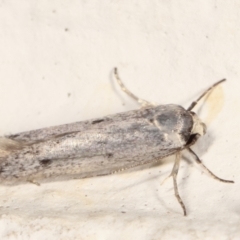 Oecophoridae provisional species 2 at Melba, ACT - 14 Mar 2021 09:33 AM