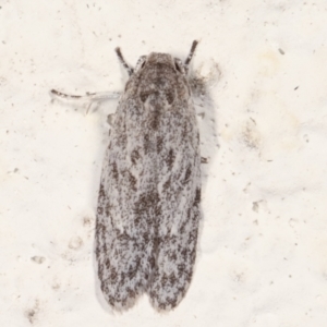 Agriophara undescribed species at Melba, ACT - 14 Mar 2021