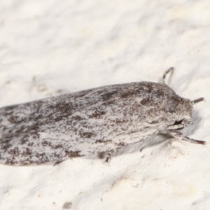Agriophara undescribed species at Melba, ACT - 14 Mar 2021