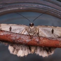 Unplaced externaria (Mahogany Bark Moth (formerly Hypomecis externaria)) at Melba, ACT - 24 Mar 2021 by kasiaaus